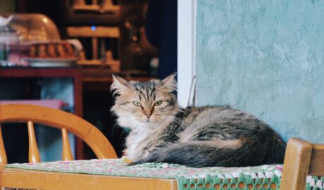 A cat café might make your clients happy