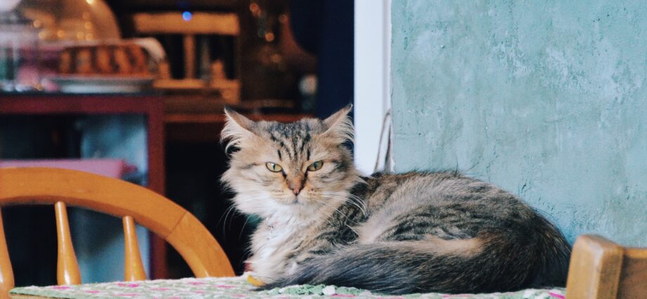 A cat café might make your clients happy